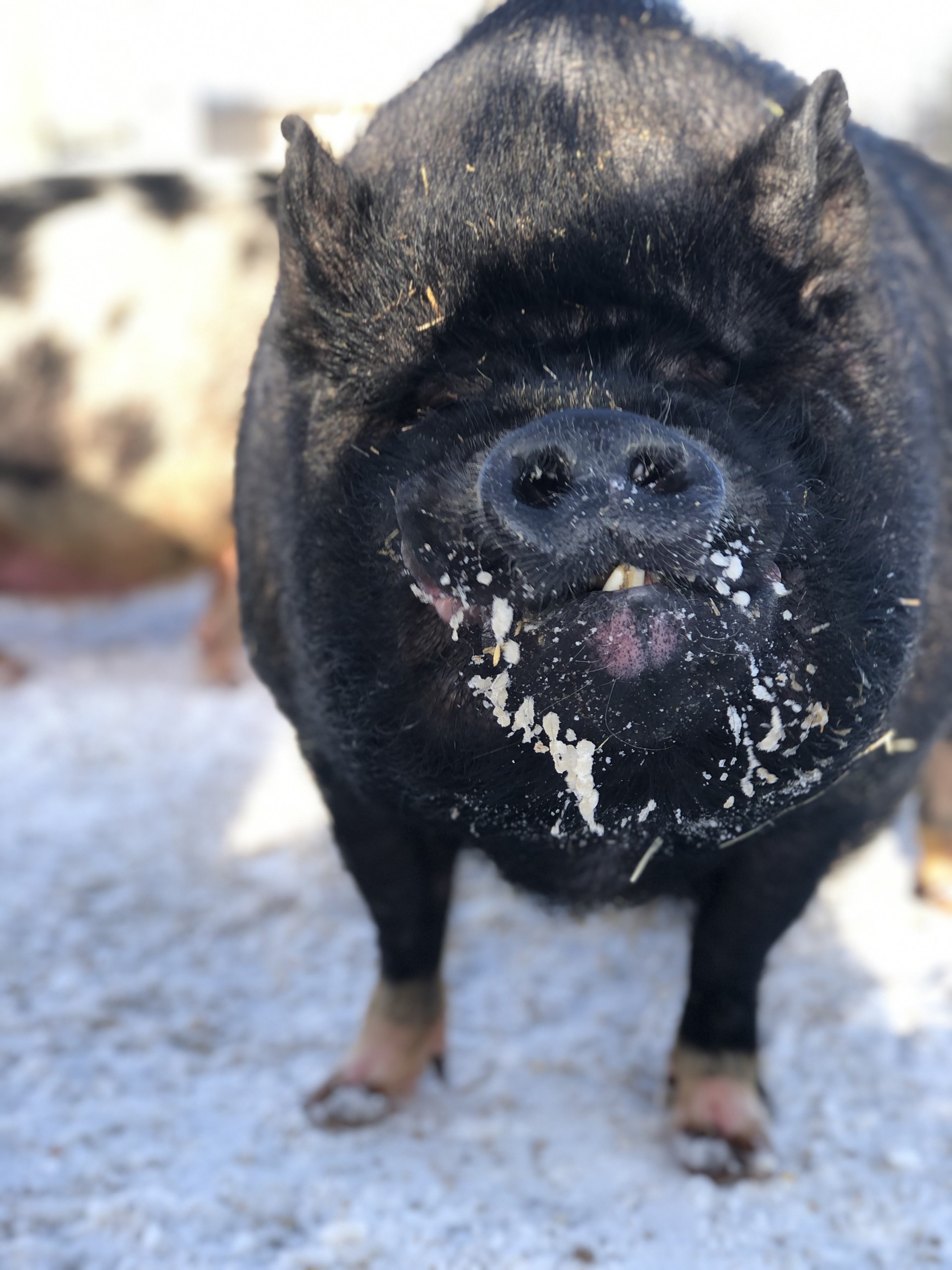 Alaska Potbelly Pig Rescue Inc Logo