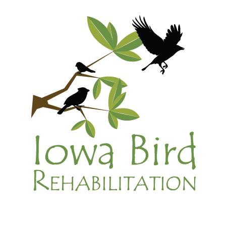 Iowa Bird Rehabilitation Logo