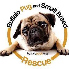 Buffalo Pug & Small Breed Rescue Inc. Logo