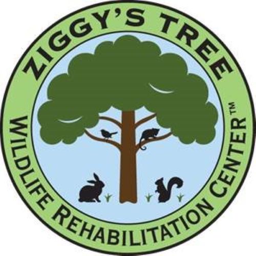 Ziggys Tree Inc Logo