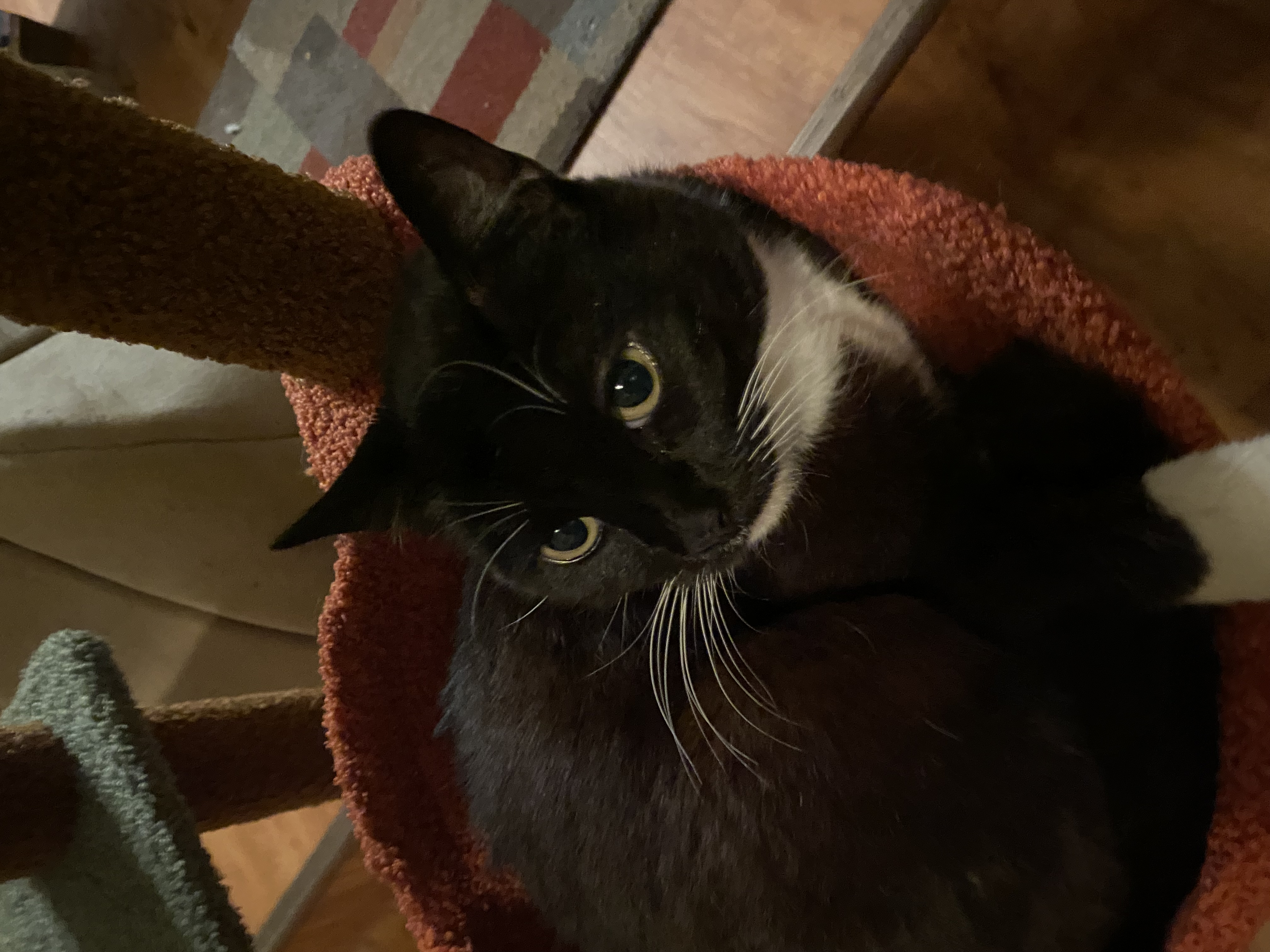 Bee Holistic Cat Rescue and Care Inc. Logo