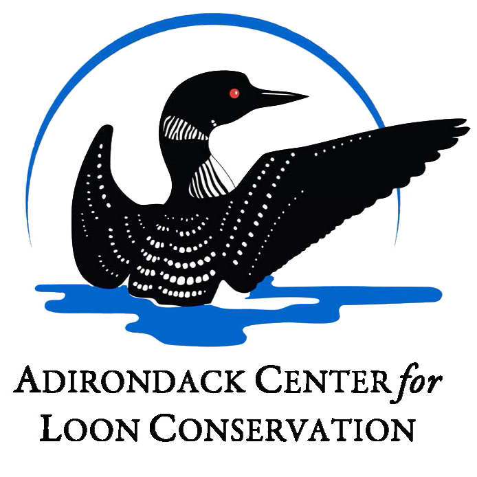 Adirondack Center For Loon Conservation Logo