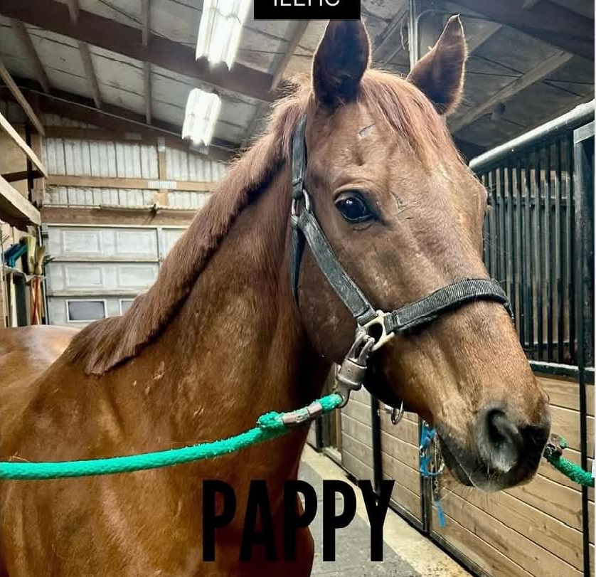 Illinois Equine Humane Center Nfp Logo