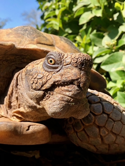 Joshua Tree Reptile Haven Logo
