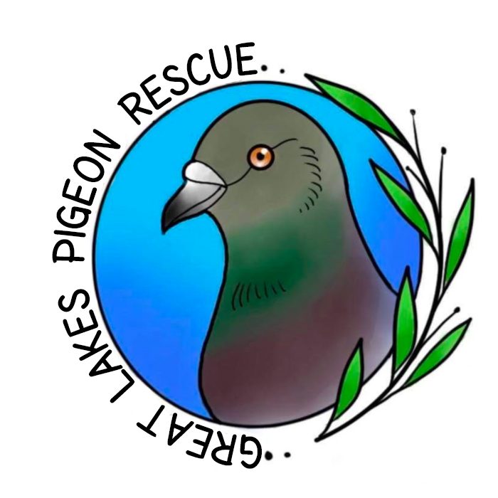 Great Lakes Pigeon Rescue Logo